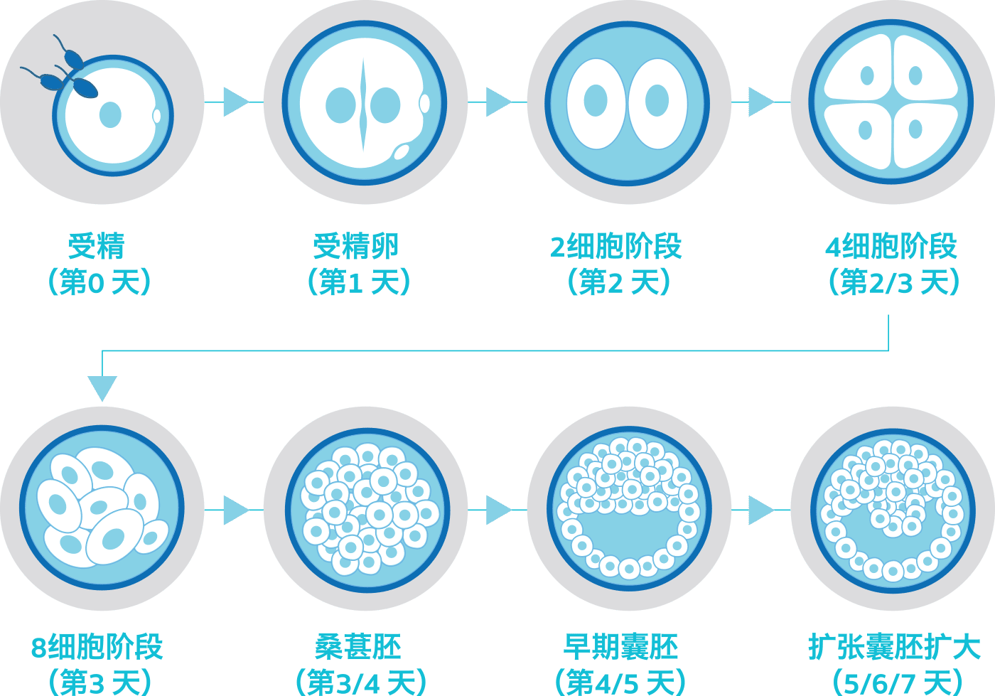 Blastocyst Culture